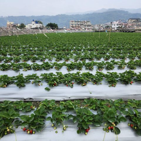 裕峰草莓園13